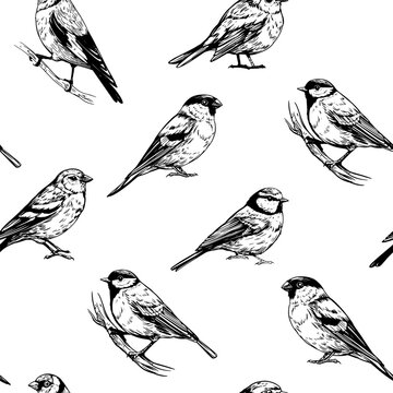 Seamless pattern, set birds, great tit, goldfinch, robin, bullfinch, realistic sketch, hand drawn vector