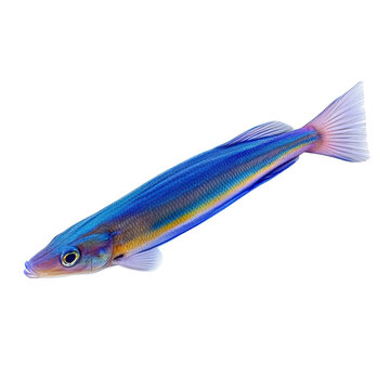 Cleaner wrasse fish with vibrant blue and purple colors, showcasing its streamlined body and delicate fins. This species is known for its role in marine ecosystems