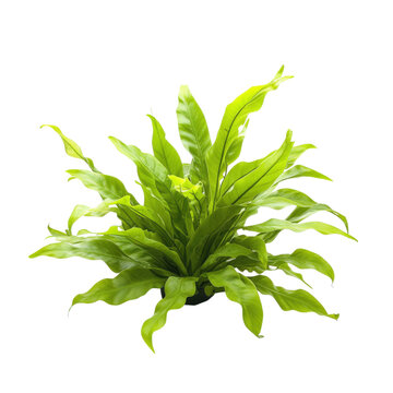 Lush green Java fern plant with long, wavy leaves, perfect for low maintenance indoor gardens. This vibrant plant adds touch of nature to any space