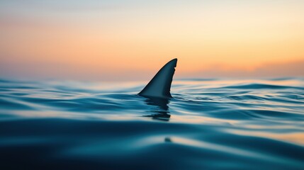 Fototapeta premium A lone shark fin glides smoothly through the tranquil ocean waters, its silhouette cutting across the calm surface under the soft glow of sunlight.