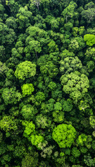 Fototapeta premium Aerial view of dense forest trees arranged like a natural mosaic -