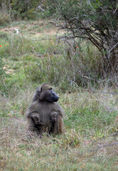 Safari in savannah. Chacma baboon in Kruger National Park, South Africa. One fluffy monkey sits in...