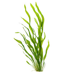 Obraz premium Tall ribbon like aquatic plant with vibrant green leaves, ideal for aquariums and water gardens, adding natural beauty and habitat for aquatic life