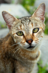 yellow-lit gray cat's eye gaze