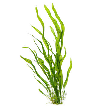 Tall ribbon like aquatic plant with vibrant green leaves, ideal for aquariums and water gardens, adding natural beauty and habitat for aquatic life