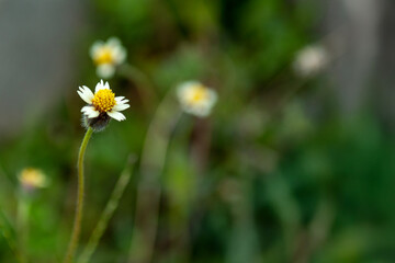 flowers in the garden tridax procumbens with blur background
