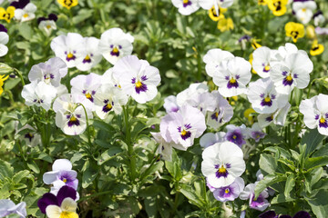 Beautiful Wild Pansy (viola tricolor) flowers.