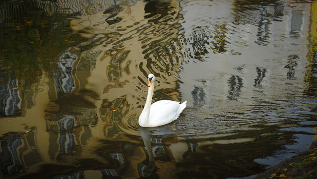 Schwarn im Wasser