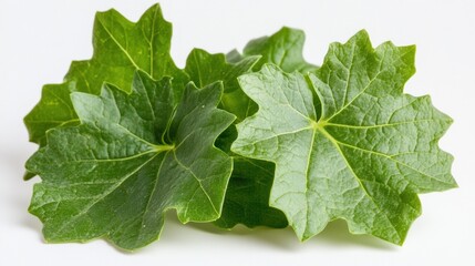Fresh Green Leaves with Textured Surface on White Background