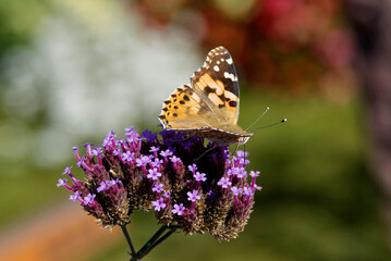 Painted Lady (Vanessa Cardui) Butterfly perched on purple flower in Zurich, Switzerland