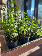 Rows of fresh herbs growing in black pots, basking in sunlight inside a cozy cafe. Greenery brings life and freshness to the rustic setting