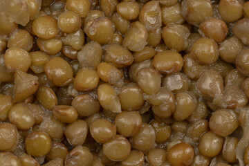 plat de lentilles cuites, en gros plan	