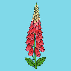 foxglove flower vector
