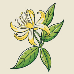 vector illustration of a honeysuckle flower