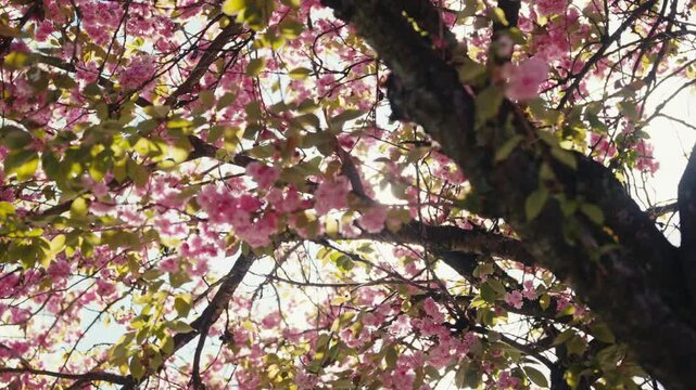 Sunlight Streaming Through Vibrant Cherry Blossom Tree