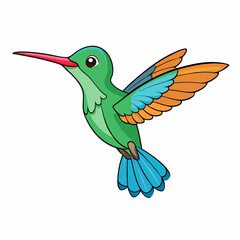 hummingbird  isolated on white