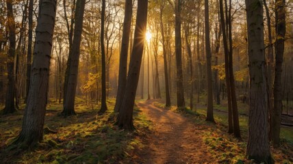 Obraz premium A forest path is illuminated by the sun, casting a warm glow on the trees