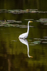 Obraz premium Egret