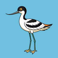 pied avocet on the beach