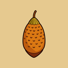vector illustration of an salak  snake fruit