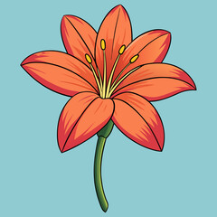 zephyranthes flower isolated on white