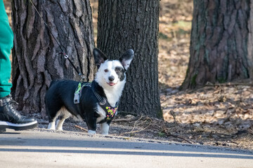 
a black corgi with white spots walking with its owner on a forest path.
