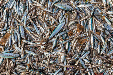 The Art of Fishing: Sardines Caught and Grounded