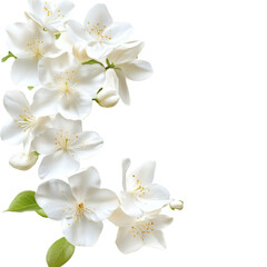 White jasmine flowers on transparent background
