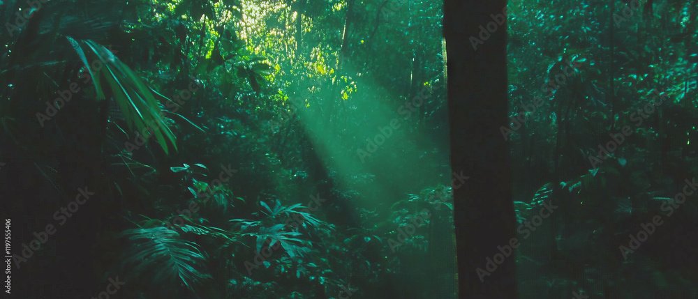Poster sunlight filters through lush green trees in a dense forest setting