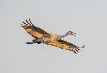 Sandhill Crane (Antigone canadensis), flying through sunset light, wings illuminated pink from below, with bright red head, beak wide open calling to friends.