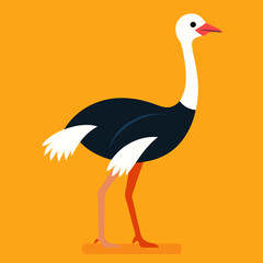 vector illustration of an ostrich