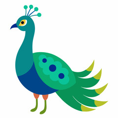 peacock vector illustration
