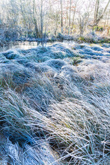 Frosted grasses beside the River Eye on a frosty winter day near the Cotswold village of Lower Slaughter, Gloucestershire, England UK