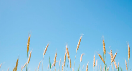 Wheat field under blue skies, bread making, farming
