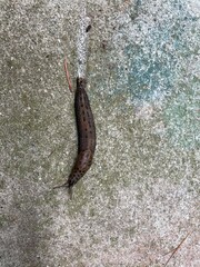 slug