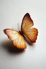 Obraz premium Butterfly close-up