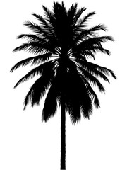 Tropical palm tree silhouette isolated against a white sky evokes a summer beach vacation