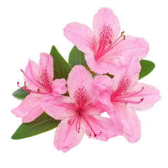  Beautiful pink azalea flowers with green leaves isolated on a transparent background, Azalea flowers isolated on transparent background © Ifti Digital