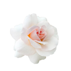 Fresh beautiful pink rose isolated on white background