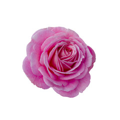 Fresh beautiful pink rose isolated on white background