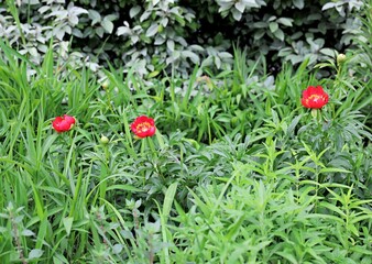 Red peonies growing tips surrounded by green grass. Natural background.