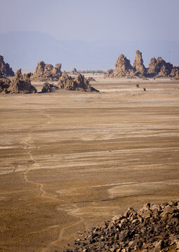 Afar Man And His Camels, Lake Abbe, Djibouti