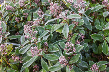 White Frost on Skimmia Japonica Bush with Unopened Flower Buds in Winter