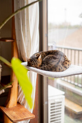 ハンモックで眠るベンガル猫