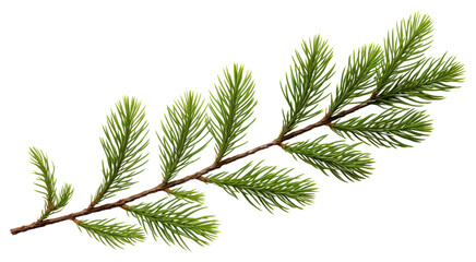PNG Green pine branch on white