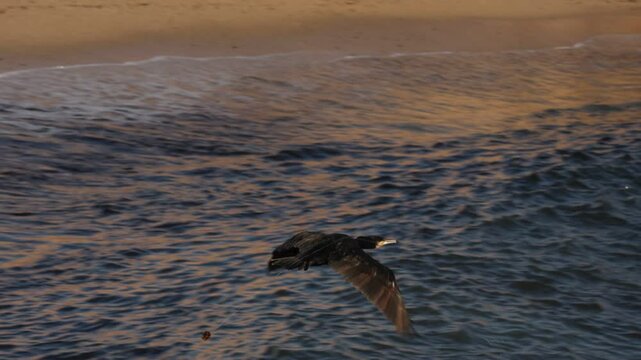 Cormor&aacute;n grande Phalacrocorax carbo volando con anzuelo y sedal enganchado a su est&oacute;mago con algas en el extremo del sedal en la playa Agua Amarga de Alicante, Espa&ntilde;a
