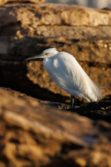 Garceta común Egretta garzetta posado en roca de la playa Agua Amarga de Alicante, España