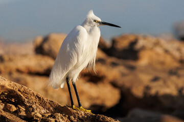 Garceta común Egretta garzetta posado en roca de la playa Agua Amarga de Alicante, España