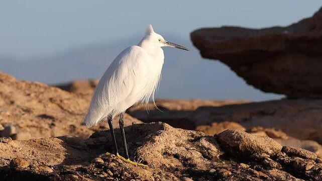 Garceta com&uacute;n Egretta garzetta mira a su alrededor y el viento mueve su plumaje, Alicante, Espa&ntilde;a