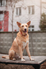 The photo shows a happy, alert dog sitting proudly on a wooden surface in an outdoor setting. The dog is wearing an orange collar, with a soft focus on the background, creating a peaceful atmosphere.